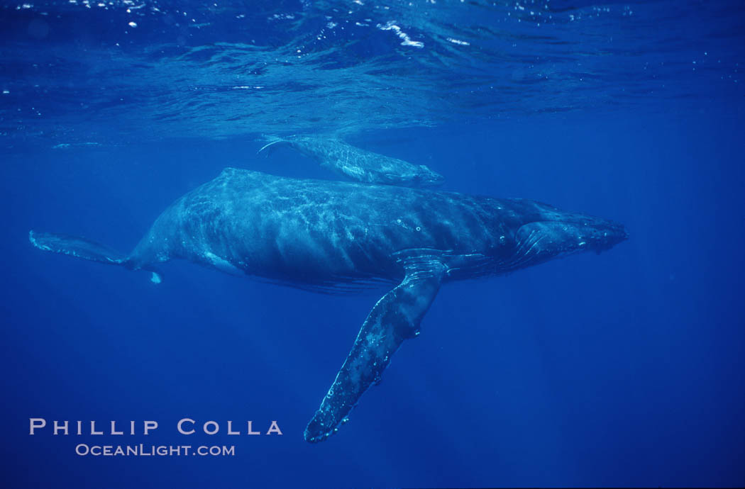 North Pacific humpback whale. Maui, Hawaii, USA, Megaptera novaeangliae, natural history stock photograph, photo id 00147