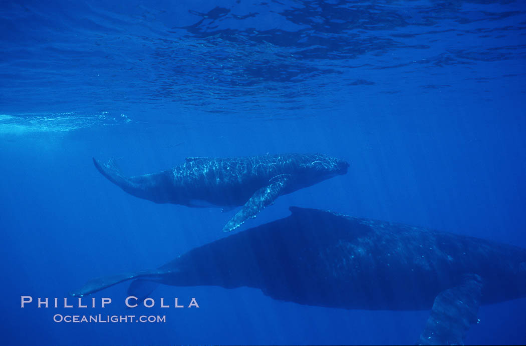 North Pacific humpback whale, mother and calf. Maui, Hawaii, USA, Megaptera novaeangliae, natural history stock photograph, photo id 01239