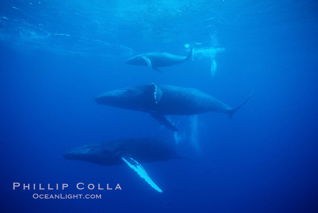 North Pacific humpback whale, mother (middle), calf (top) and escort (bottom). Maui, Hawaii, USA, Megaptera novaeangliae, natural history stock photograph, photo id 01295