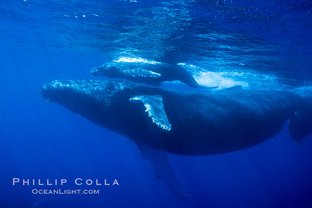 Humpback whale mother and calf. Maui, Hawaii, USA, Megaptera novaeangliae, natural history stock photograph, photo id 04427