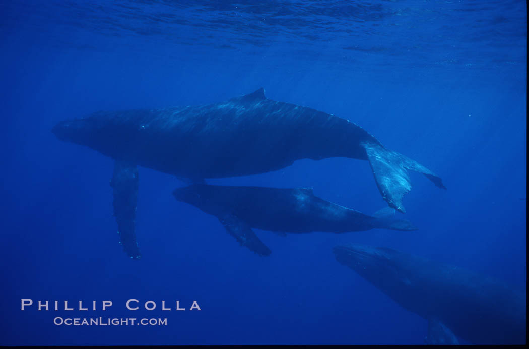 Humpback whale mother, calf and escort. Maui, Hawaii, USA, Megaptera novaeangliae, natural history stock photograph, photo id 04535