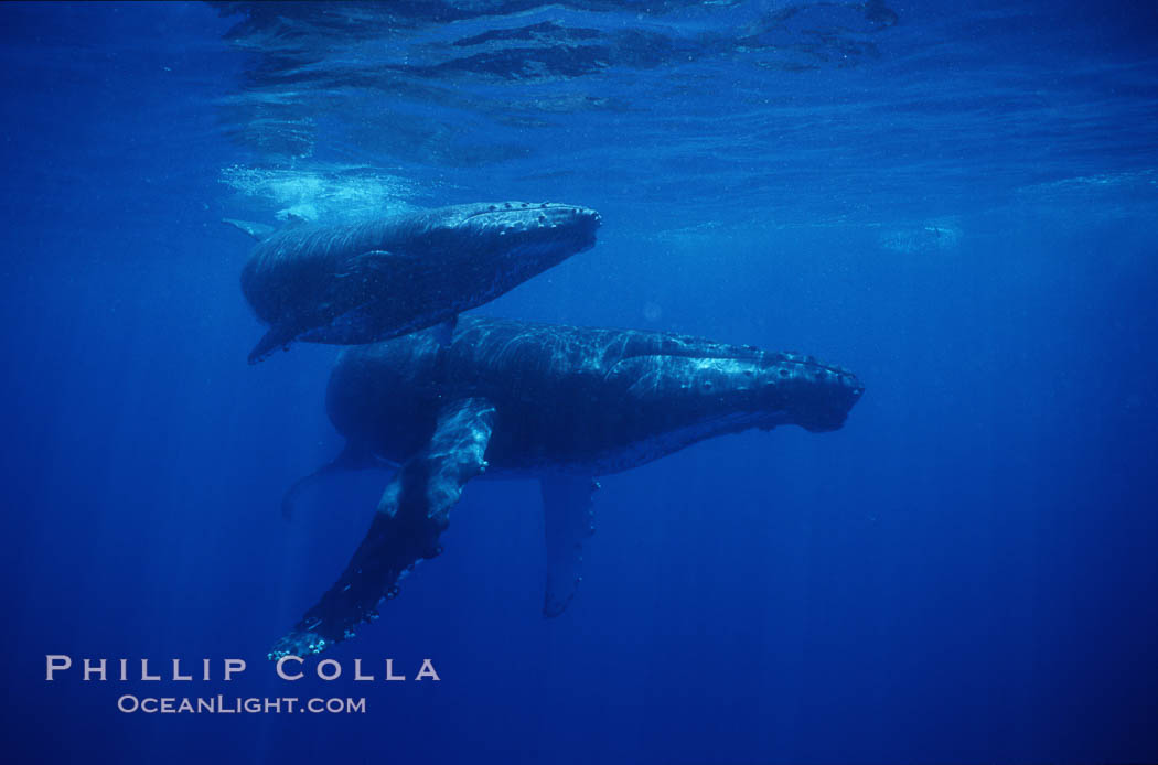 North Pacific humpback whale, mother and calf. Maui, Hawaii, USA, Megaptera novaeangliae, natural history stock photograph, photo id 01213