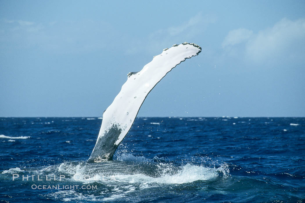 Humpback whale with one of its long pectoral fins raised aloft out of the water, swimming on its side (laterally) as it does so. Maui, Hawaii, USA, Megaptera novaeangliae, natural history stock photograph, photo id 01474