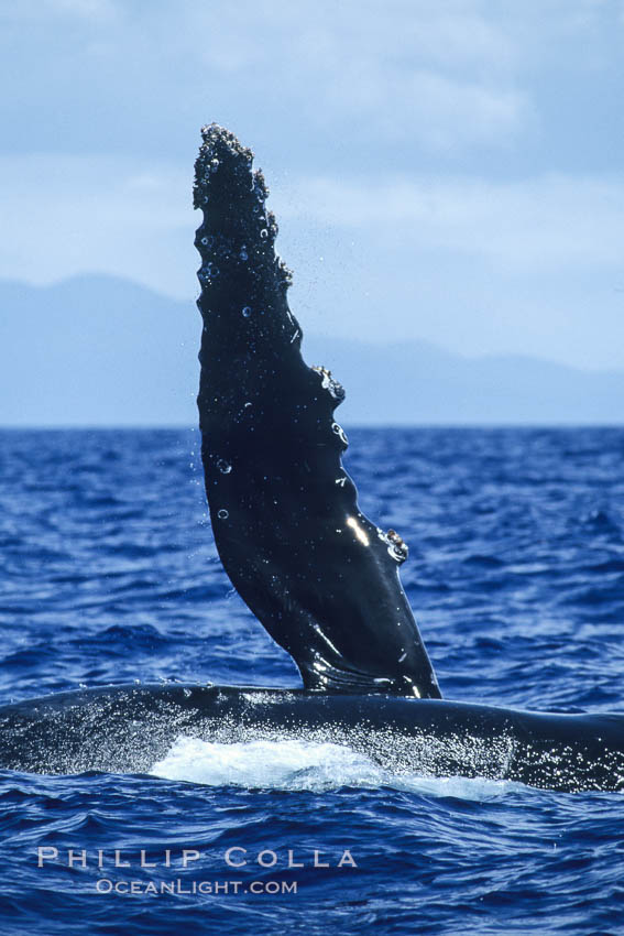 Humpback whale swimming with raised pectoral fin (dorsal aspect). Maui, Hawaii, USA, Megaptera novaeangliae, natural history stock photograph, photo id 04142