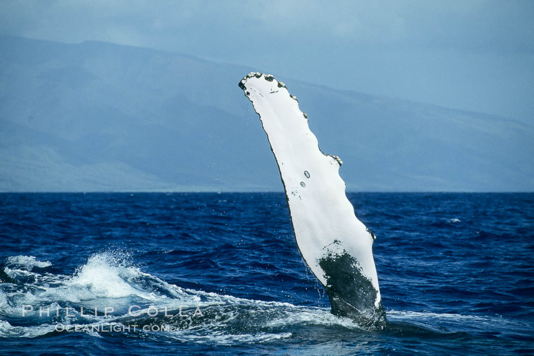 Humpback whale with one of its long pectoral fins raised aloft out of the water, swimming on its side (laterally) as it does so. Maui, Hawaii, USA, Megaptera novaeangliae, natural history stock photograph, photo id 01480