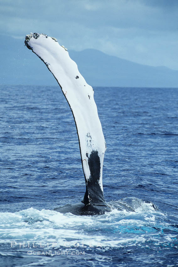Humpback whale swimming with raised pectoral fin (ventral aspect). Maui, Hawaii, USA, Megaptera novaeangliae, natural history stock photograph, photo id 04132