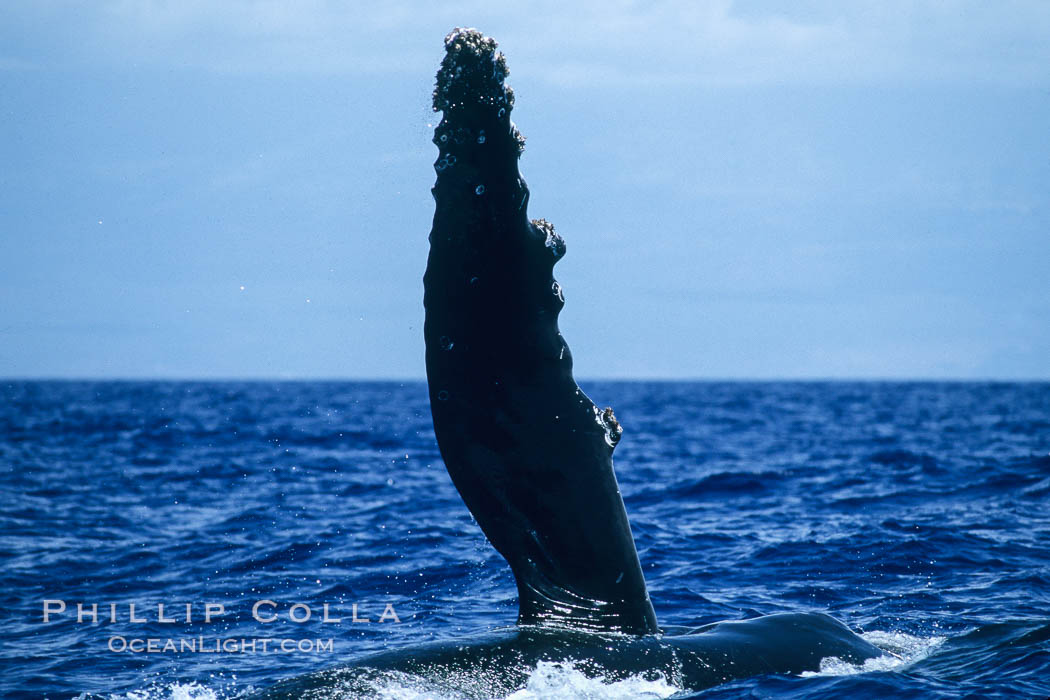 Humpback whale swimming with raised pectoral fin (dorsal aspect). Maui, Hawaii, USA, Megaptera novaeangliae, natural history stock photograph, photo id 04140