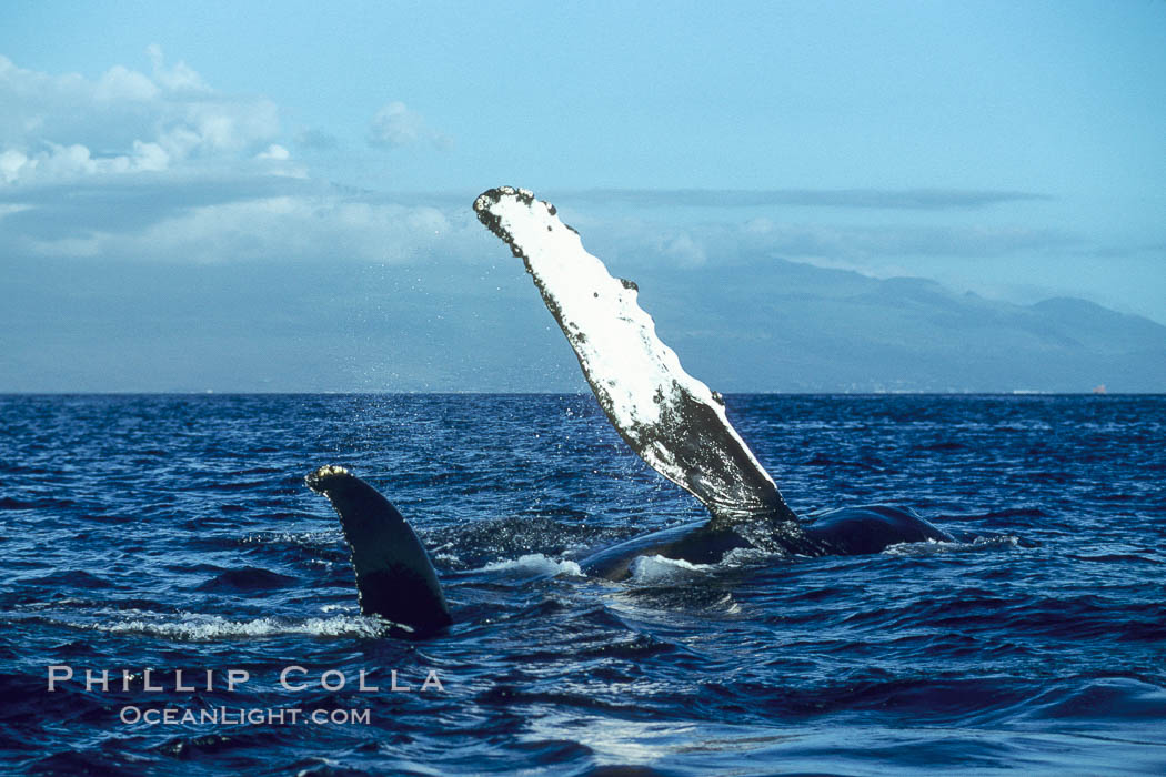 Humpback whale swimming with raised pectoral fin (ventral aspect). Maui, Hawaii, USA, Megaptera novaeangliae, natural history stock photograph, photo id 04148