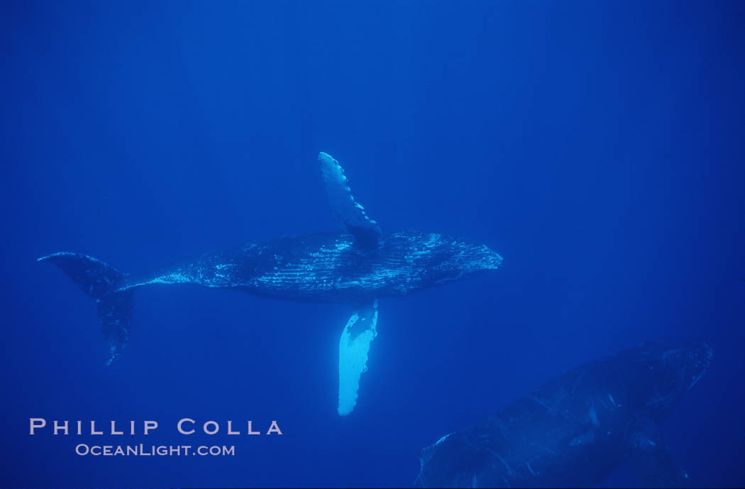 Humpback whale turning with pectoral fins. Maui, Hawaii, USA, Megaptera novaeangliae, natural history stock photograph, photo id 04452