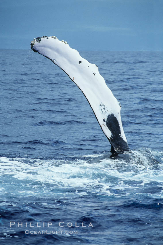 Humpback whale swimming with raised pectoral fin (ventral aspect). Maui, Hawaii, USA, Megaptera novaeangliae, natural history stock photograph, photo id 04127
