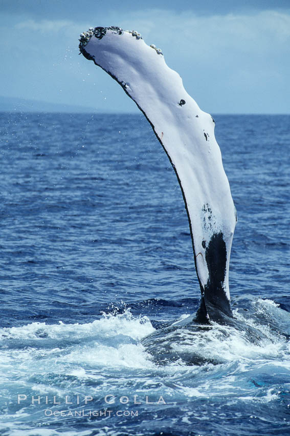 Humpback whale swimming with raised pectoral fin (ventral aspect). Maui, Hawaii, USA, Megaptera novaeangliae, natural history stock photograph, photo id 04135