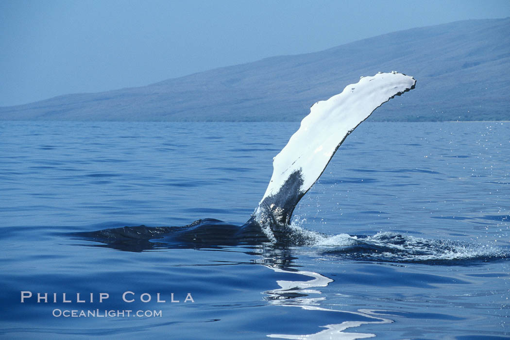 Humpback whale swimming with raised pectoral fin (ventral aspect). Maui, Hawaii, USA, Megaptera novaeangliae, natural history stock photograph, photo id 04113