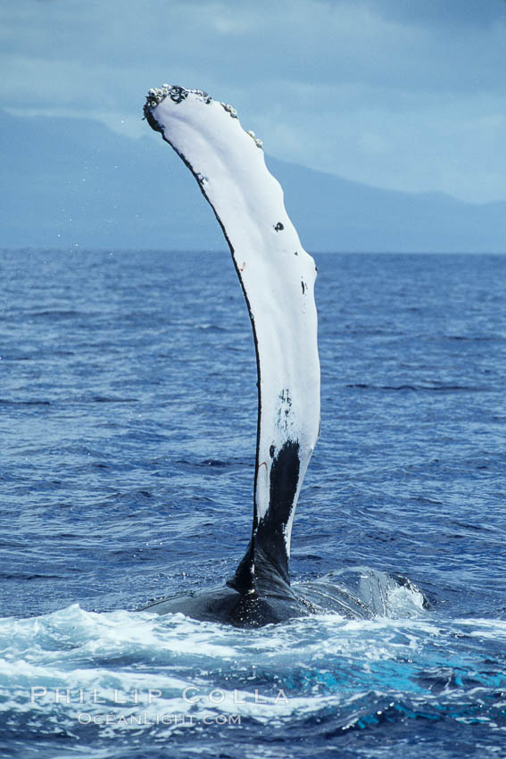 Humpback whale swimming with raised pectoral fin (ventral aspect). Maui, Hawaii, USA, Megaptera novaeangliae, natural history stock photograph, photo id 04133