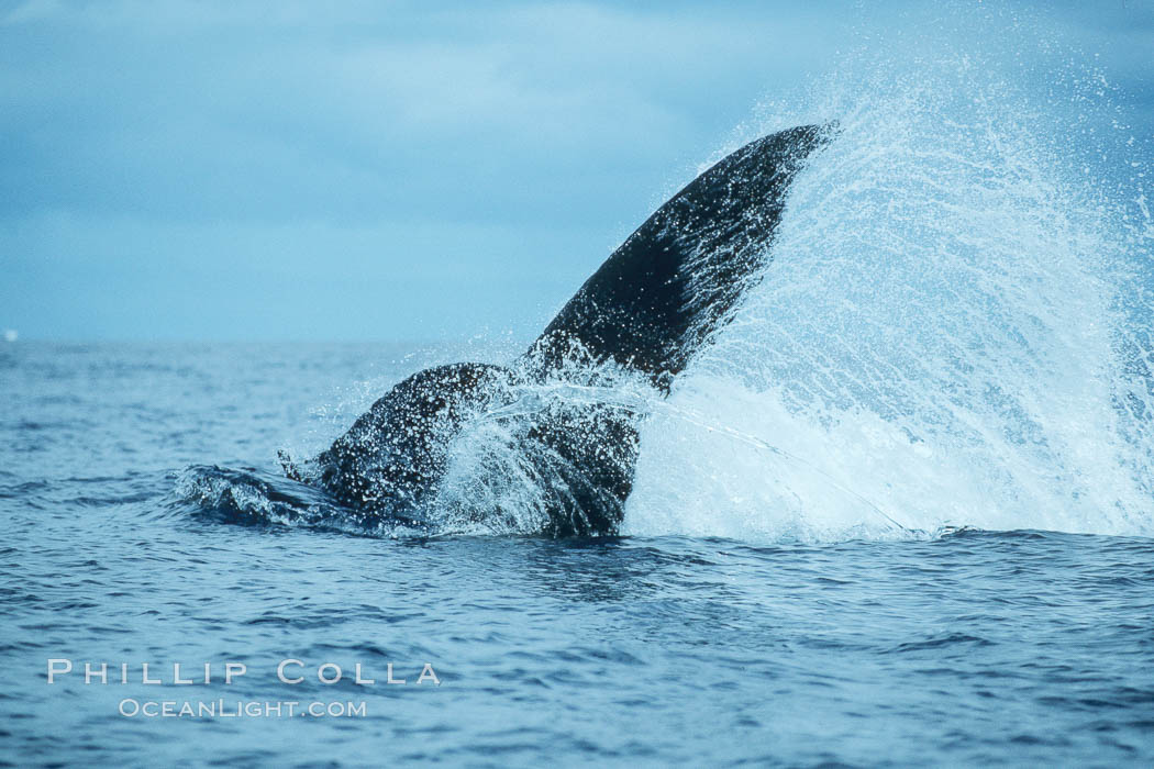 Humpback whale performing a peduncle throw at the surface, swinging its fluke (tail) sideways and flinging water all over, Megaptera novaeangliae, Maui