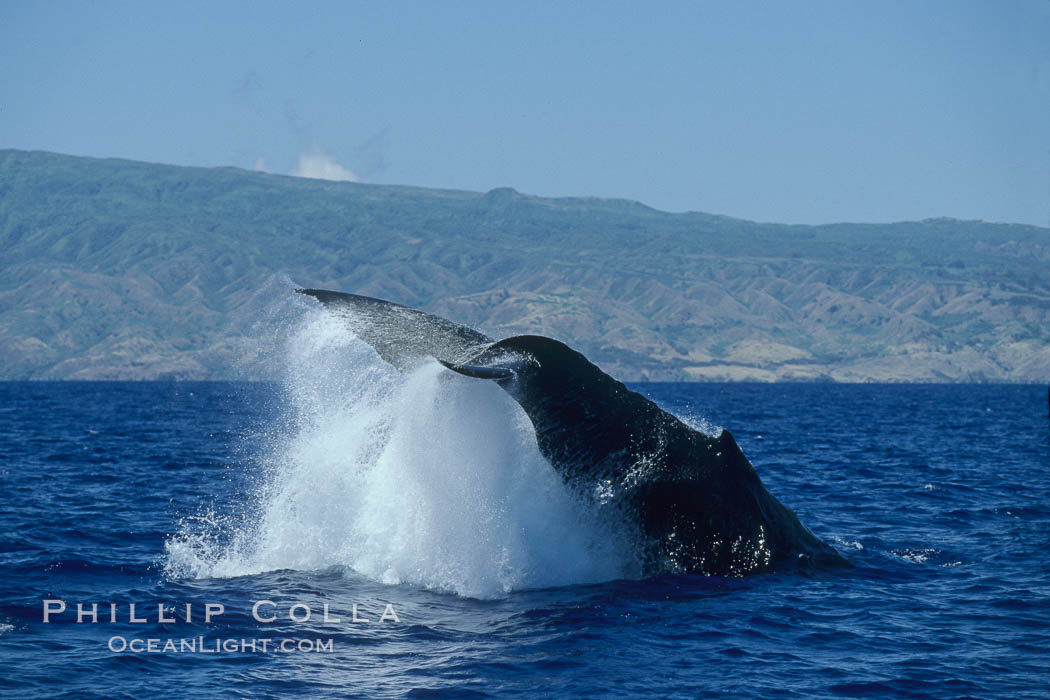 Humpback whale performing a peduncle throw. Molokai, Hawaii, USA, Megaptera novaeangliae, natural history stock photograph, photo id 03966