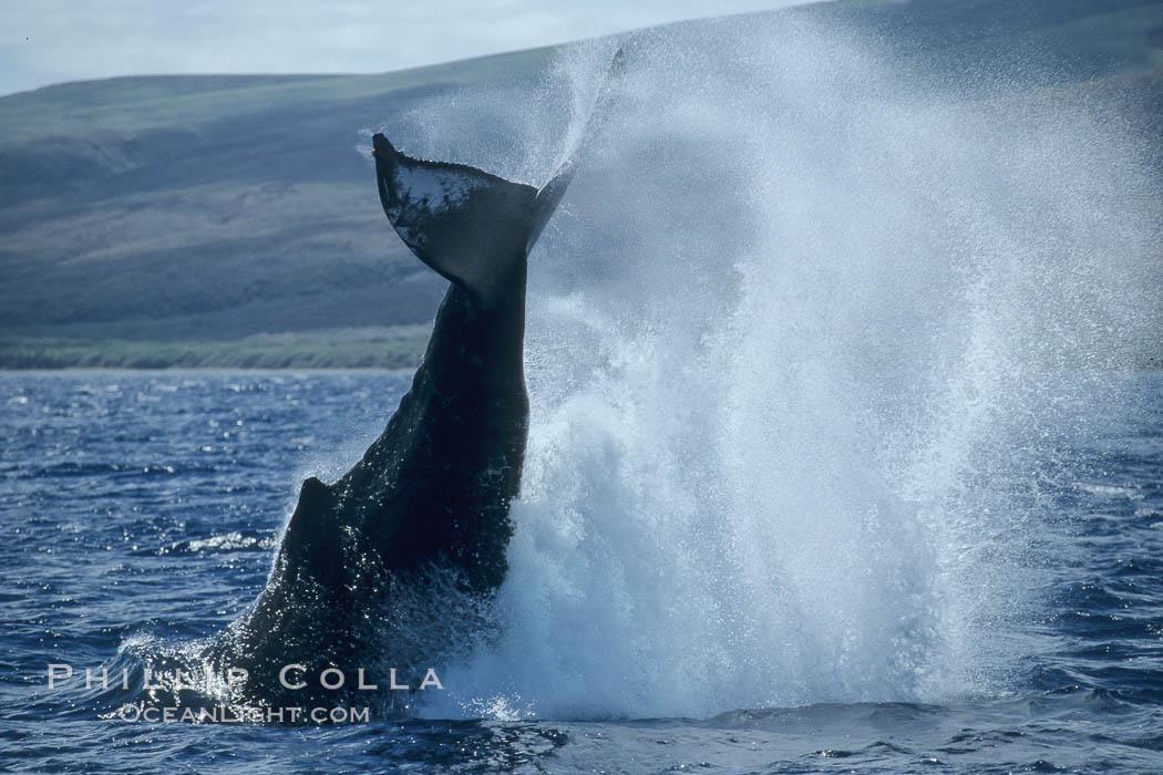 Humpback whale performing a peduncle throw. Lanai, Hawaii, USA, Megaptera novaeangliae, natural history stock photograph, photo id 03970