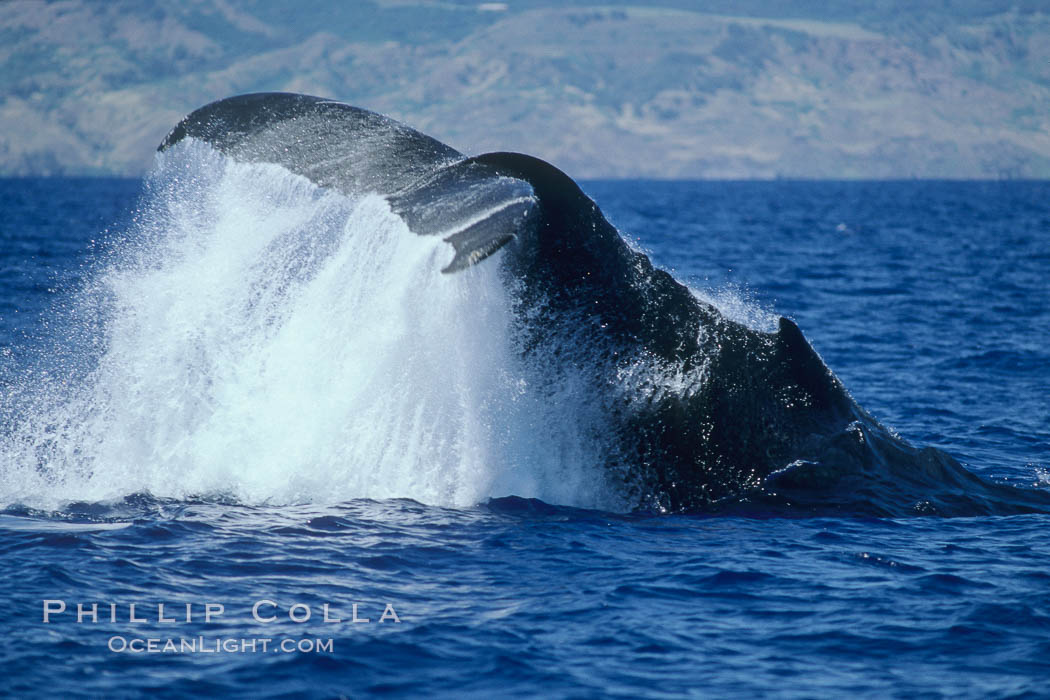 Humpback whale performing a peduncle throw. Molokai, Hawaii, USA, Megaptera novaeangliae, natural history stock photograph, photo id 03974