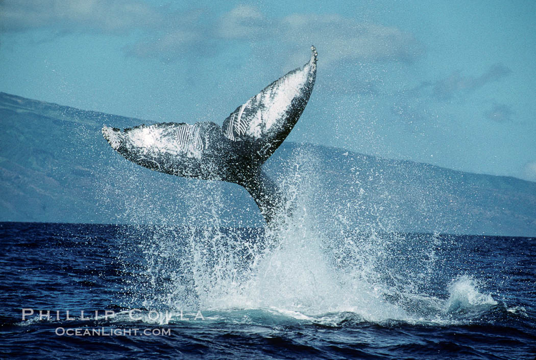 North Pacific humpback whale, peduncle throw. Maui, Hawaii, USA, Megaptera novaeangliae, natural history stock photograph, photo id 00443