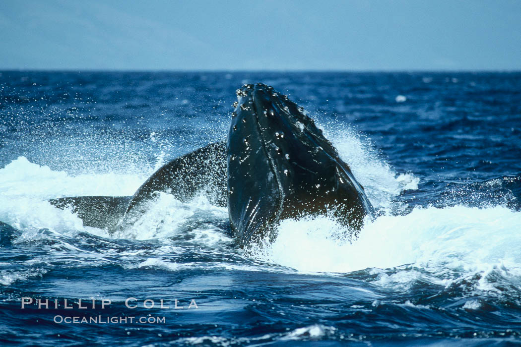 Humpback whale, challenger (rostrum) blocked by escort (peduncle). Maui, Hawaii, USA, Megaptera novaeangliae, natural history stock photograph, photo id 02027