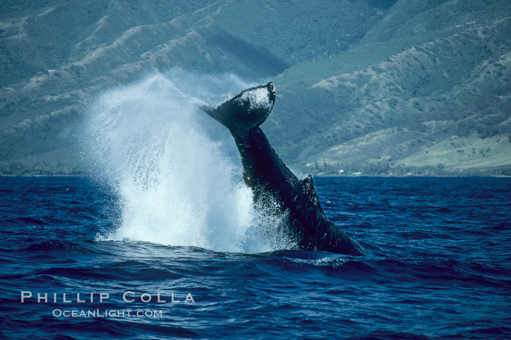 Humpback whale performing a peduncle throw. Molokai, Hawaii, USA, Megaptera novaeangliae, natural history stock photograph, photo id 03983