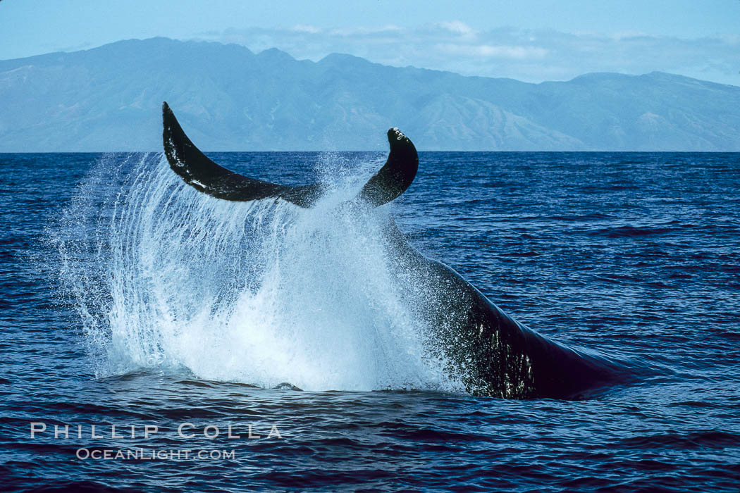 Humpback whale performing a peduncle throw. Molokai, Hawaii, USA, Megaptera novaeangliae, natural history stock photograph, photo id 03987