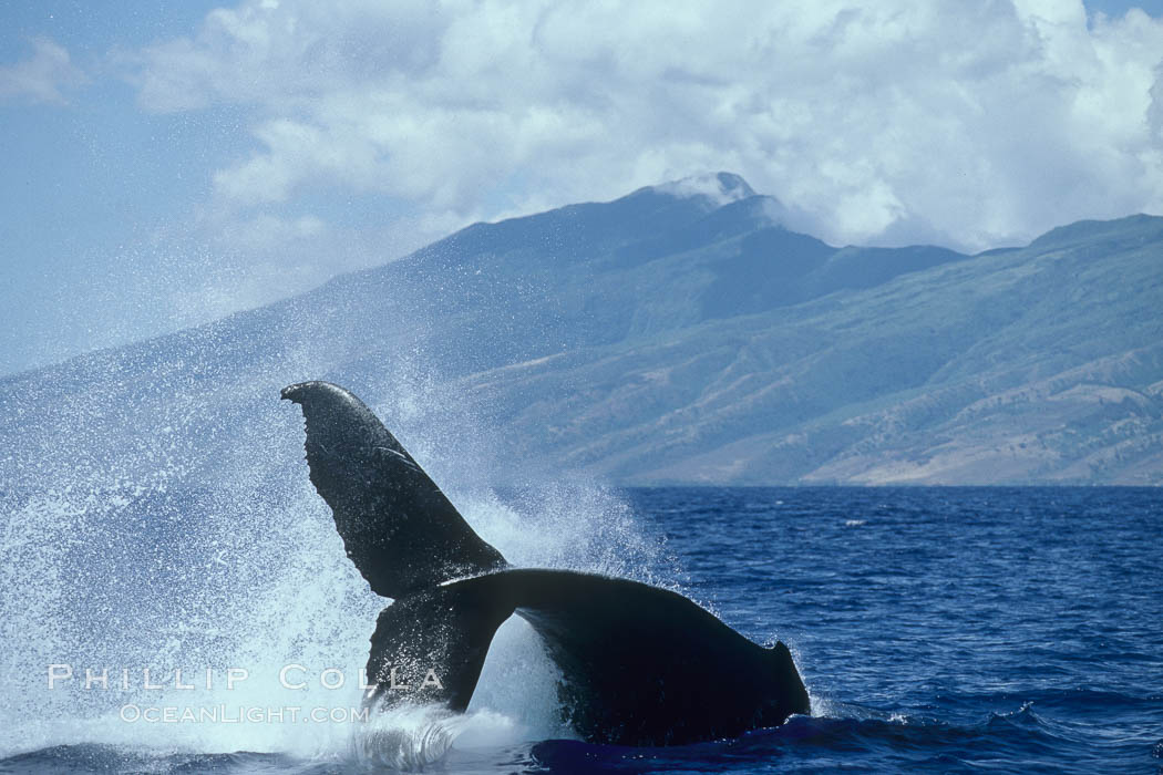 Humpback whale performing a peduncle throw. Molokai, Hawaii, USA, Megaptera novaeangliae, natural history stock photograph, photo id 03961