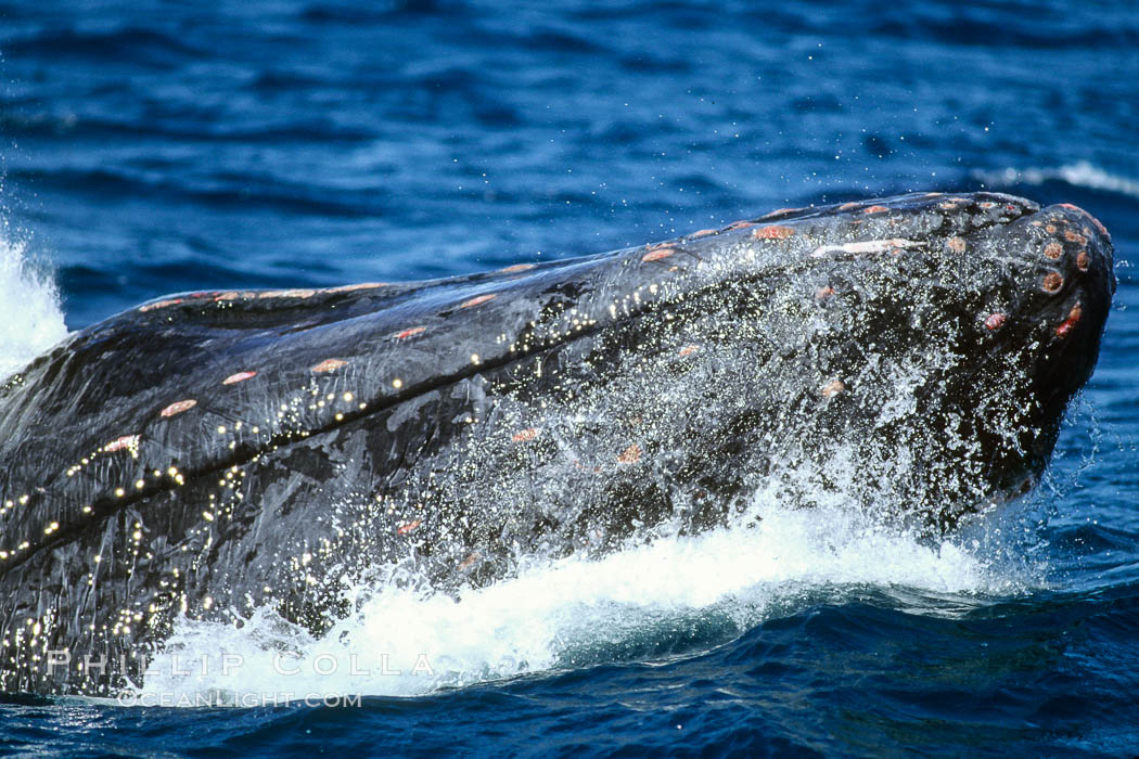 North Pacific humpback whale, adult male with bloody head nodules wounded from colliding with other escorts during competitive interactions, Megaptera novaeangliae, Maui