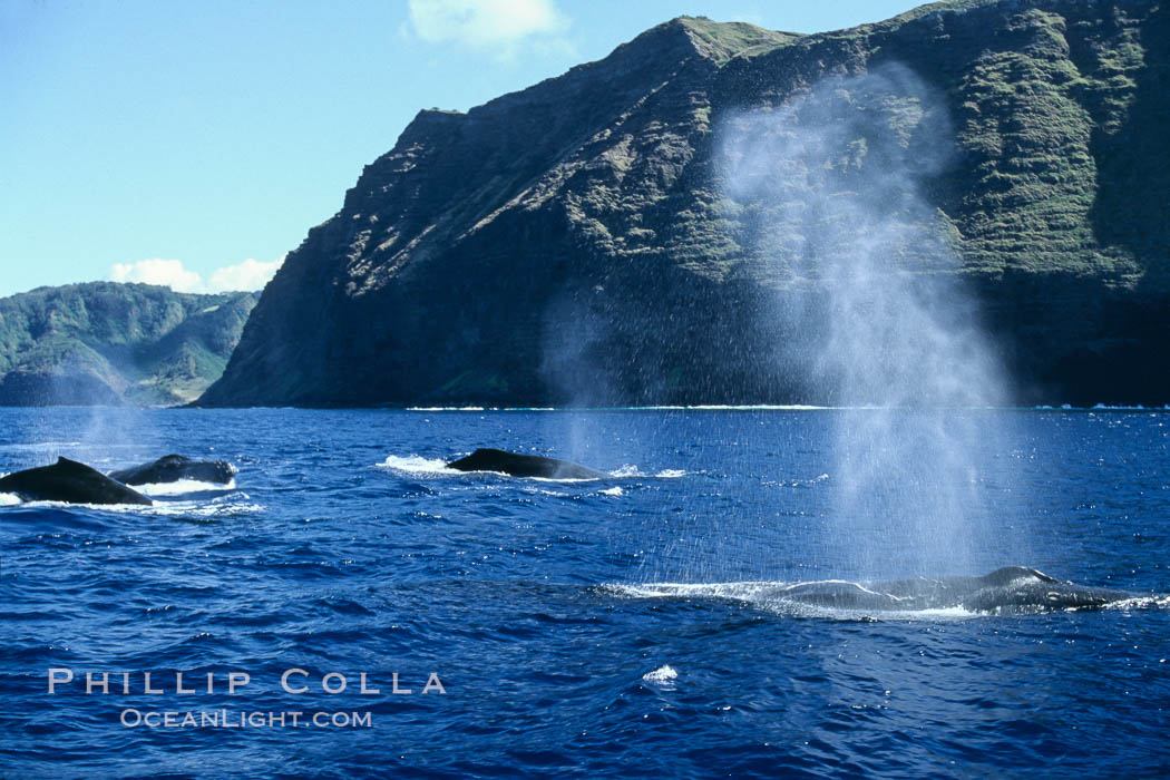Humpback whale competitive group, surfacing and blowing. Molokai, Hawaii, USA, Megaptera novaeangliae, natural history stock photograph, photo id 04392