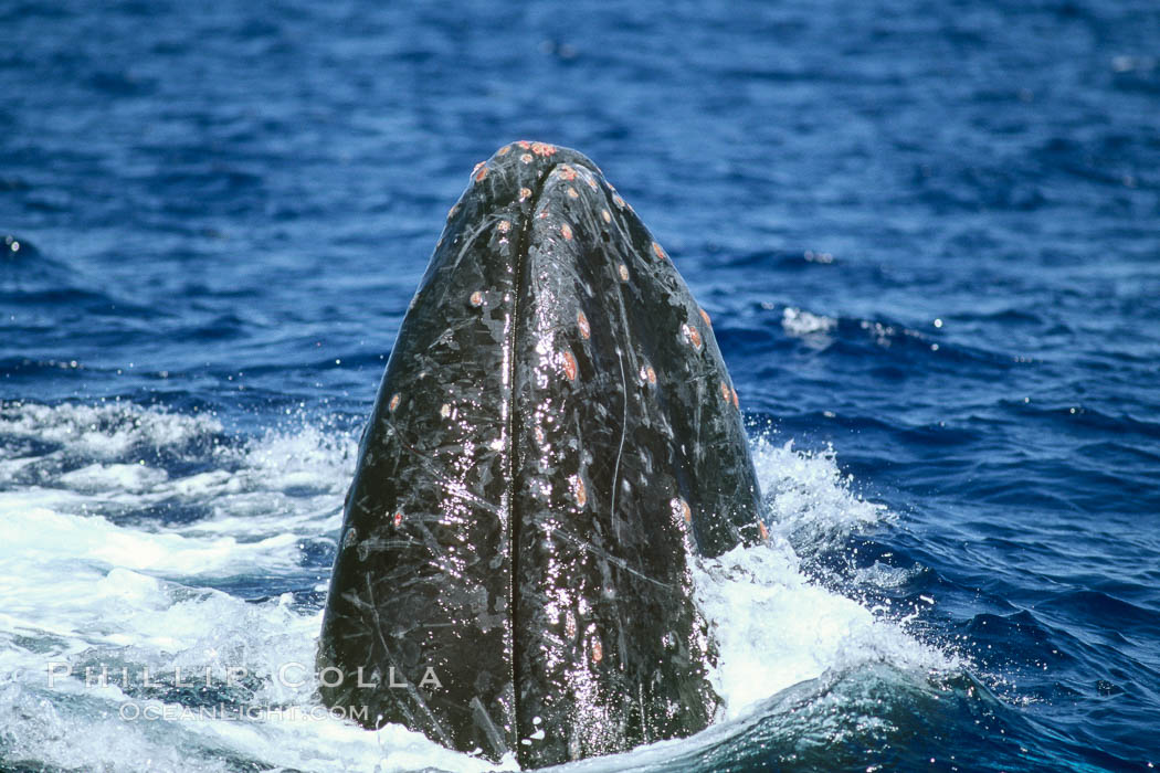 Humpback whale rostrum detail showing bloody tubercles injured in competitive group socializing. Maui, Hawaii, USA, Megaptera novaeangliae, natural history stock photograph, photo id 04301
