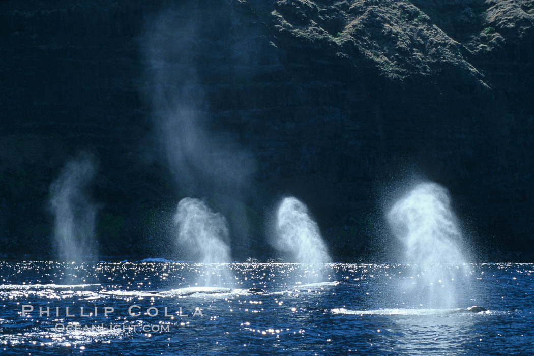 Humpback whale competitive group, surfacing and blowing. Molokai, Hawaii, USA, Megaptera novaeangliae, natural history stock photograph, photo id 04413
