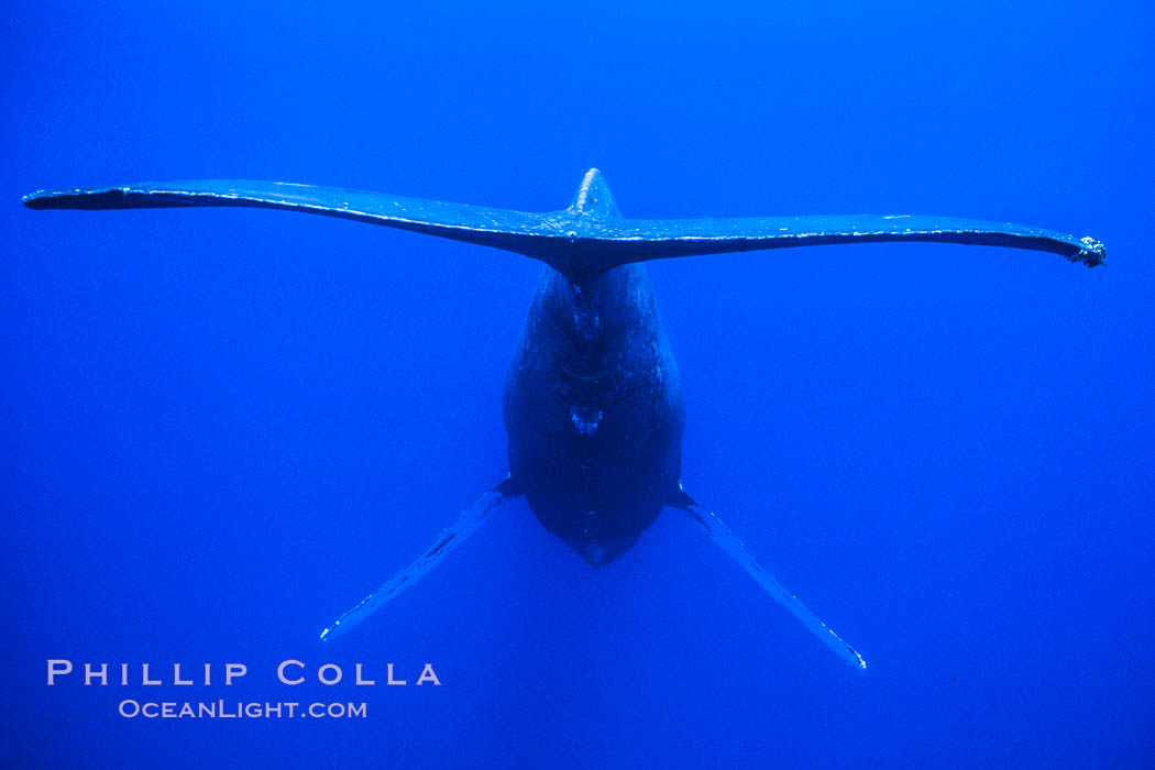 Adult male humpback whale singing, suspended motionless underwater.  Only male humpbacks have been observed singing.  All humpbacks in the North Pacific sing the same whale song each year, and the song changes slightly from one year to the next. Maui, Hawaii, USA, Megaptera novaeangliae, natural history stock photograph, photo id 02802