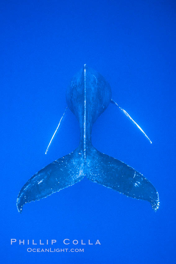 Adult male humpback whale singing, suspended motionless underwater.  Only male humpbacks have been observed singing.  All humpbacks in the North Pacific sing the same whale song each year, and the song changes slightly from one year to the next. Maui, Hawaii, USA, Megaptera novaeangliae, natural history stock photograph, photo id 02814