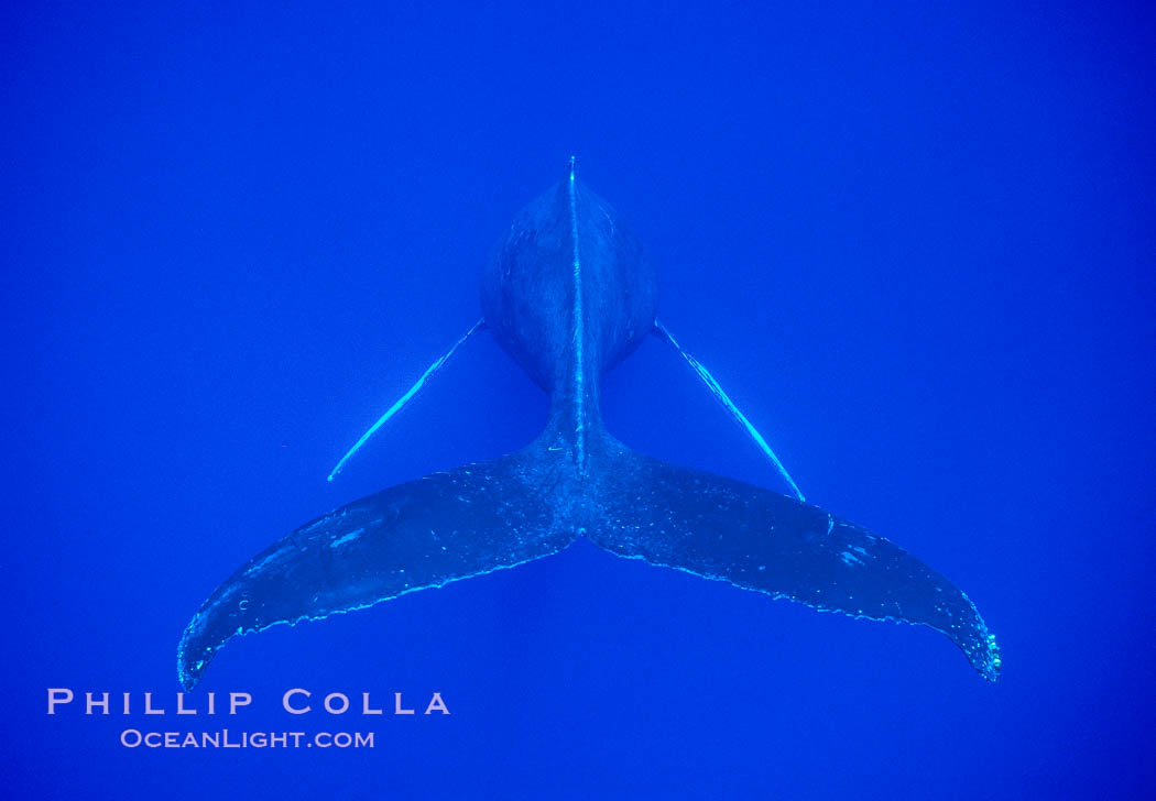 Humpback whale (male) singing, Megaptera novaeangliae, Maui