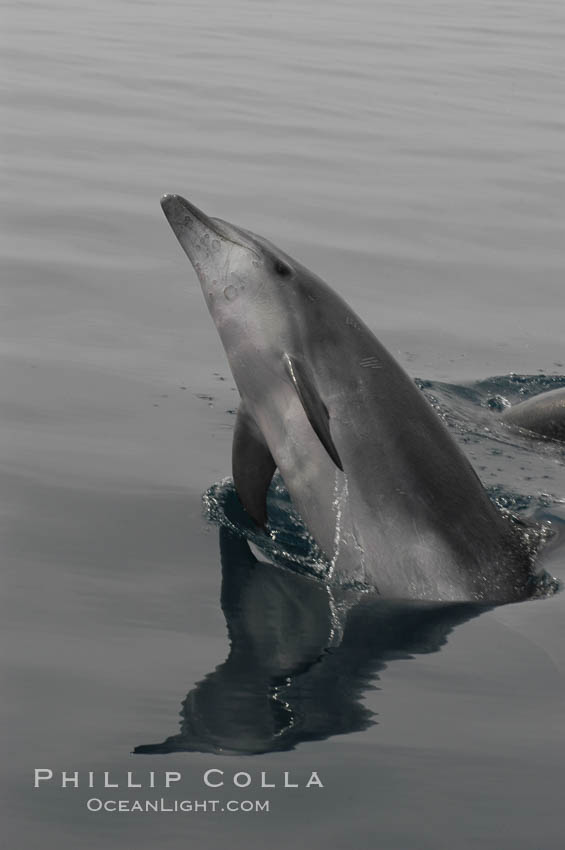 A curious Pacific bottlenose dolphin leaps from the ocean surface to look at the photographer.  Open ocean near San Diego. California, USA, Tursiops truncatus, natural history stock photograph, photo id 07159