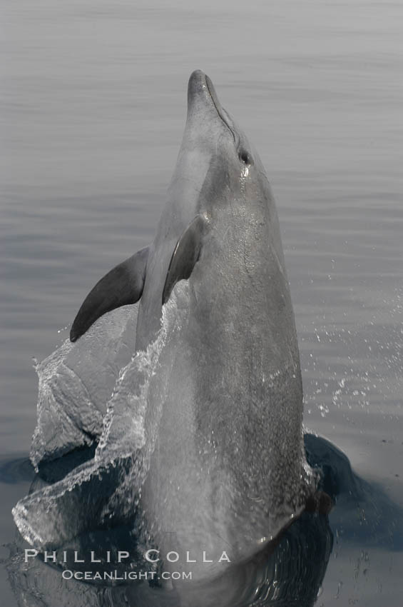 A curious Pacific bottlenose dolphin leaps from the ocean surface to look at the photographer.  Open ocean near San Diego. California, USA, Tursiops truncatus, natural history stock photograph, photo id 07167