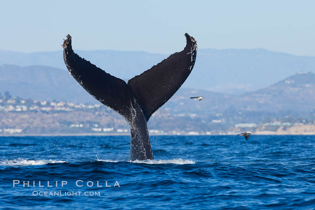 A humpback whale raises it fluke out of the water, the coast of Del Mar and La Jolla is visible in the distance. California, USA, Megaptera novaeangliae, natural history stock photograph, photo id 27134
