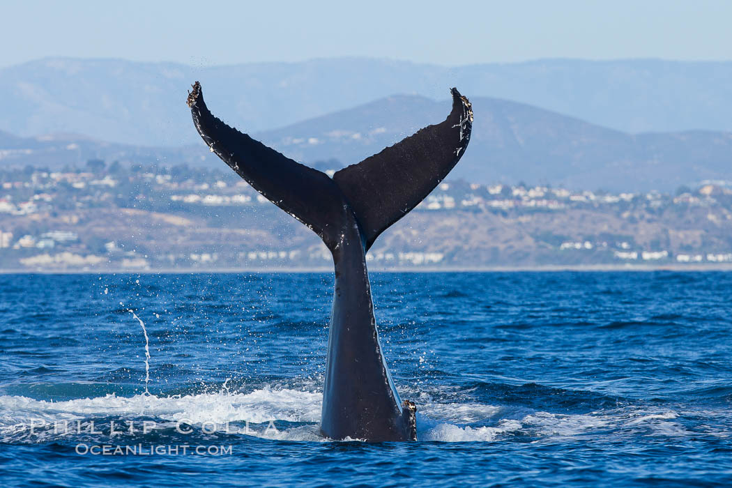 A humpback whale raises it fluke out of the water, the coast of Del Mar and La Jolla is visible in the distance. California, USA, Megaptera novaeangliae, natural history stock photograph, photo id 27128