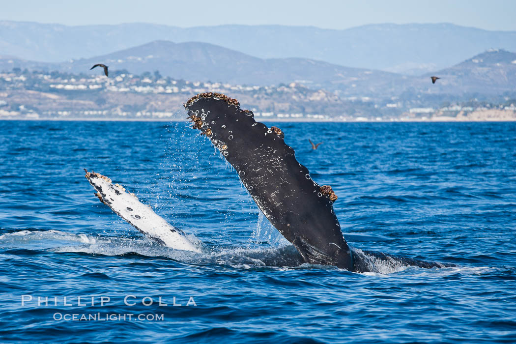 A humpback whale raises it pectoral fin out of the water, the coast of Del Mar and La Jolla is visible in the distance. California, USA, Megaptera novaeangliae, natural history stock photograph, photo id 27139
