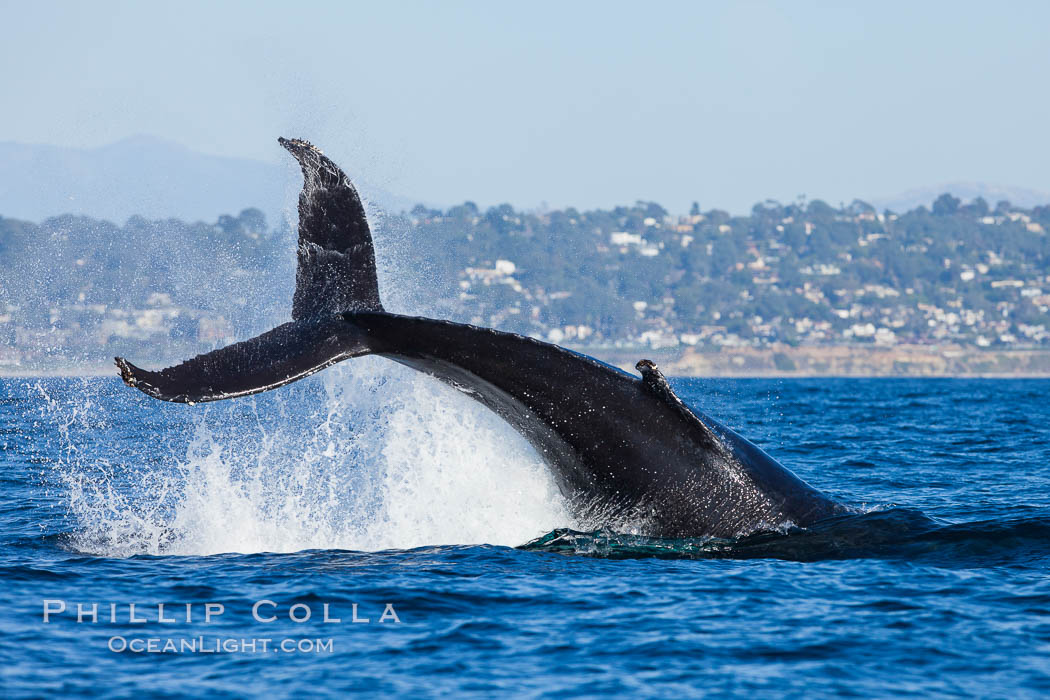 A humpback whale raises it fluke out of the water, the coast of Del Mar and La Jolla is visible in the distance. California, USA, Megaptera novaeangliae, natural history stock photograph, photo id 27141
