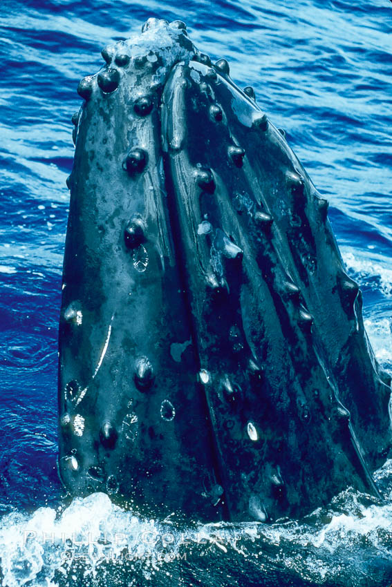 Humpback whale rostrum, dorsal aspect, showing tubercles. Maui, Hawaii, USA, Megaptera novaeangliae, natural history stock photograph, photo id 04323