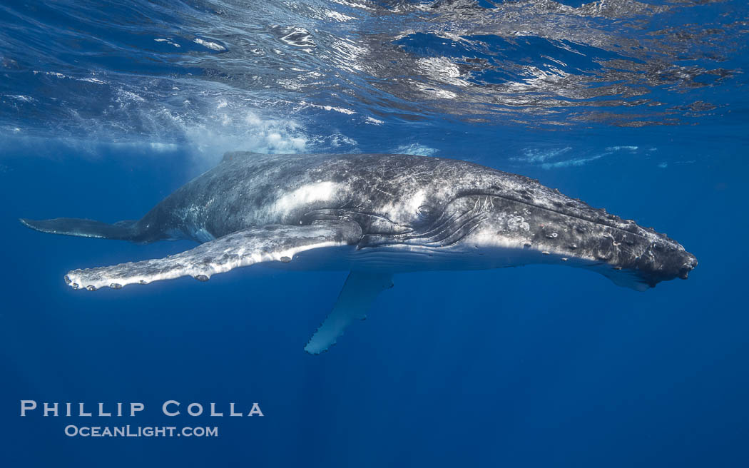 Solitary inquisitive humpback whale underwater near the island of Moorea, French Polynesia., Megaptera novaeangliae, natural history stock photograph, photo id 41334