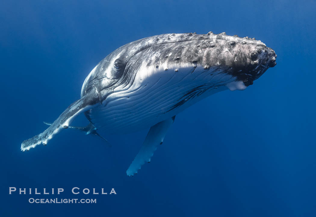 Solitary inquisitive humpback whale underwater near the island of Moorea, French Polynesia., Megaptera novaeangliae, natural history stock photograph, photo id 41374