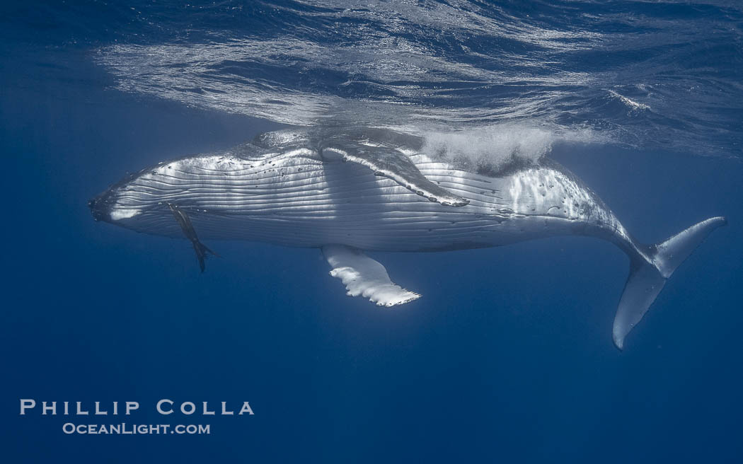 Solitary inquisitive humpback whale underwater near the island of Moorea, French Polynesia., Megaptera novaeangliae, natural history stock photograph, photo id 41378