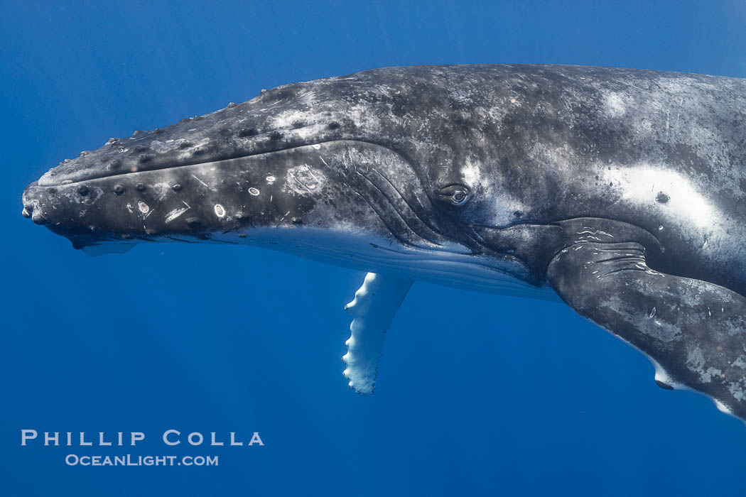 Solitary inquisitive humpback whale underwater near the island of Moorea, French Polynesia., Megaptera novaeangliae, natural history stock photograph, photo id 41402
