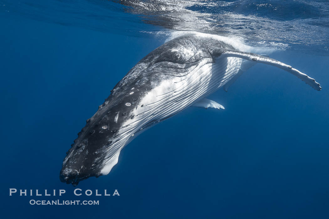 Solitary inquisitive humpback whale underwater near the island of Moorea, French Polynesia., Megaptera novaeangliae, natural history stock photograph, photo id 41332