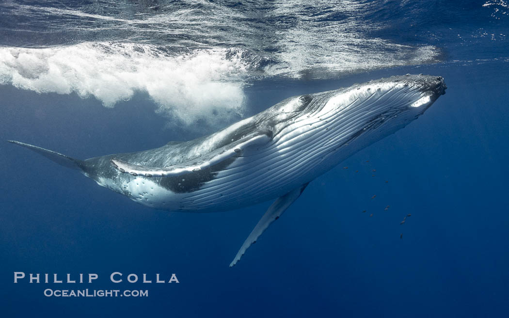 Solitary inquisitive humpback whale underwater near the island of Moorea, French Polynesia., Megaptera novaeangliae, natural history stock photograph, photo id 41376