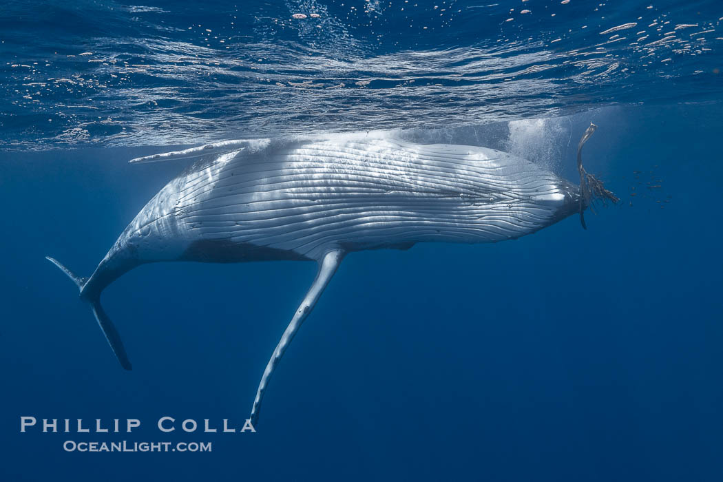 Solitary inquisitive humpback whale underwater near the island of Moorea, French Polynesia., Megaptera novaeangliae, natural history stock photograph, photo id 41400