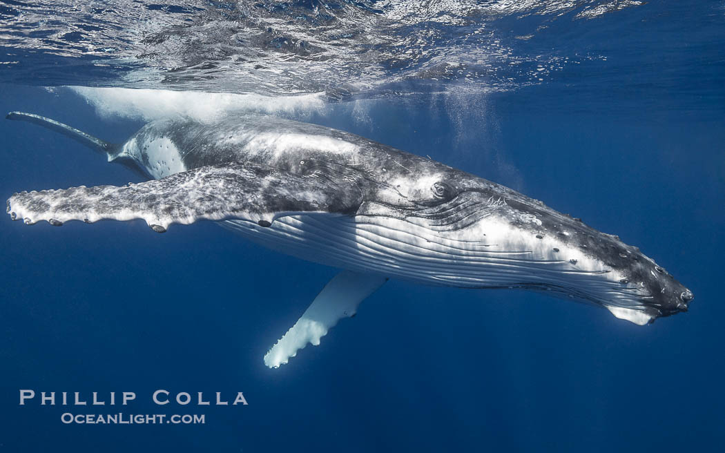 Solitary inquisitive humpback whale underwater near the island of Moorea, French Polynesia., Megaptera novaeangliae, natural history stock photograph, photo id 41351
