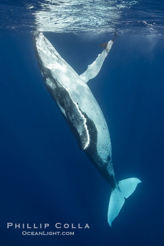 Solitary inquisitive humpback whale underwater near the island of Moorea, French Polynesia., Megaptera novaeangliae, natural history stock photograph, photo id 41375