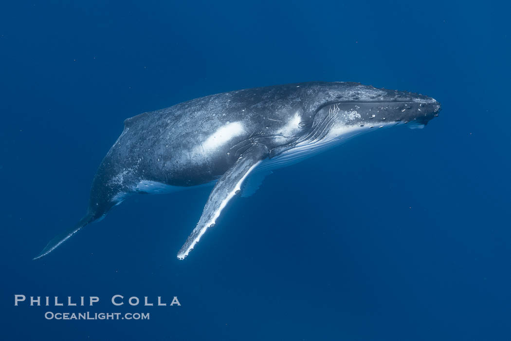 Solitary inquisitive humpback whale underwater near the island of Moorea, French Polynesia., Megaptera novaeangliae, natural history stock photograph, photo id 41391